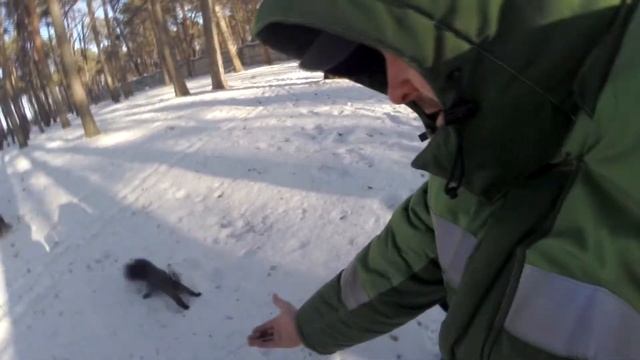 Городской парк г. Белогорск. Амурская область. Зима 2019 год. Почти ручная белочка !) смотреть онлайн