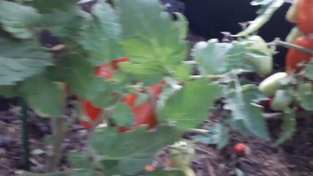 04.08.21 Дача,пособирала урожай(томаты,перцы,еживика),очень довольна)))? смотреть онлайн