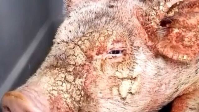 Умирающий поросенок, брошенный в приюте, преобразился чудесным образом... смотреть онлайн