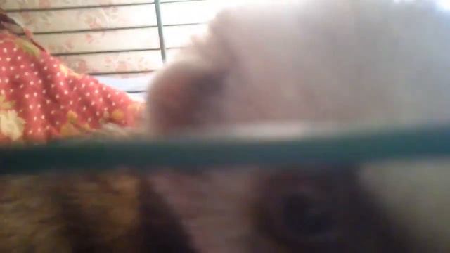 Ferret Sleeping.Хорёк спит