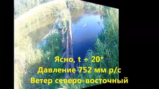 Рыбалка в Ивановской обл. на Уводи (Сальцево-Стромихино) в августе. смотреть онлайн