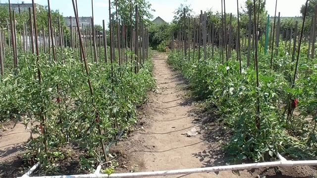 Как спасти растения от жары? 10 простых способов как защитить от жары в открытом грунте и в теплице смотреть онлайн