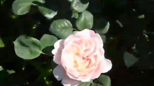 Королева Швеции и другие розы.  Queen of Sweden and other roses.