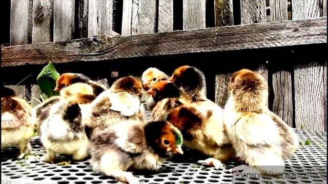 Day-old chicks of different breeds Суточные ЦЫПЛЯТА РАЗНЫХ пород 7 июня 2016 смотреть онлайн