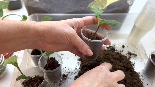 Отсаживаем детки стрептокарпусов смотреть онлайн