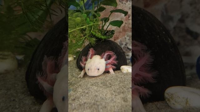 Аксолотль сидит в кокосе? #аквариум #axolotl #аксолотль смотреть онлайн