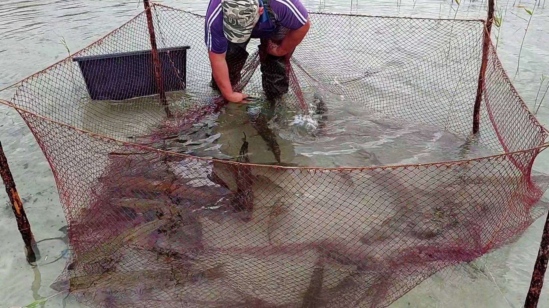 Мега-рыбалка на мансийском озере. Часть 2. смотреть онлайн