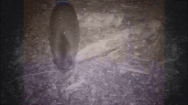 Тепловизор для охоты Guide TD210 смотреть онлайн