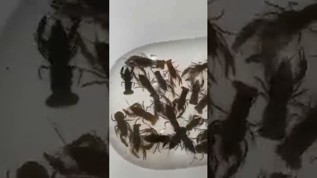 #Shorts # Пойма #Пловцы