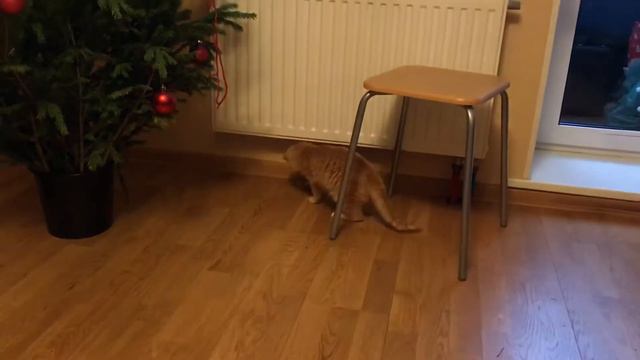 Котёнок мальчик 7-8 месяцев играет смотреть онлайн
