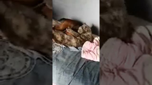 Цвергпинчеры.ЕЛИТСТАР смотреть онлайн