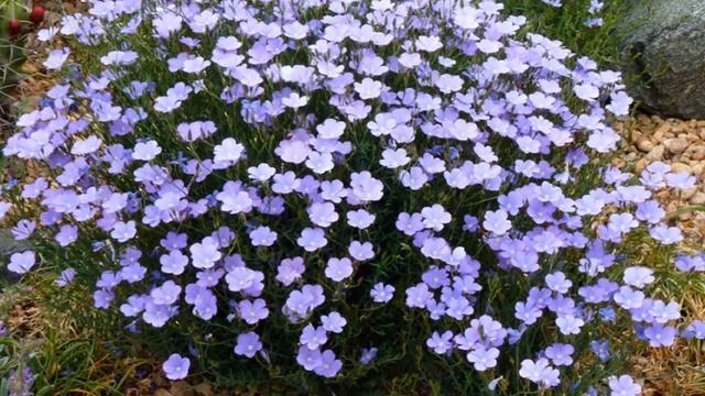 Выращивание Льна из семян как бизнес идея смотреть онлайн