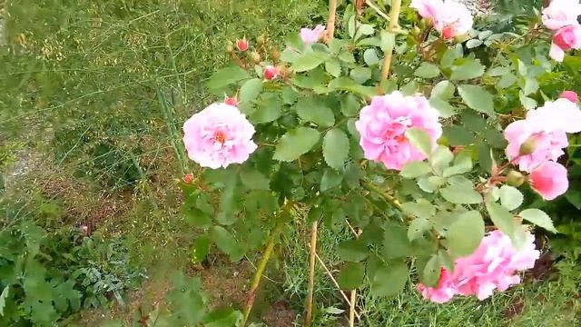 Розы в Сибири Расцвела Пинк Ноз Клаудз смотреть онлайн