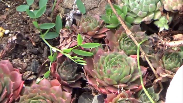 kerkhof 2018 sempervivum смотреть онлайн
