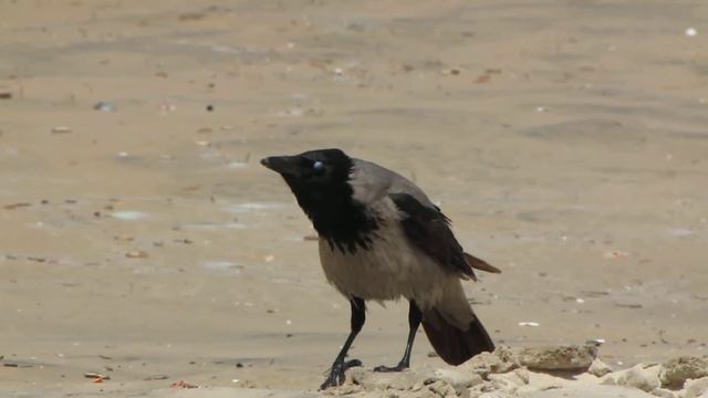 пингвин ест суши без вилки смотреть онлайн