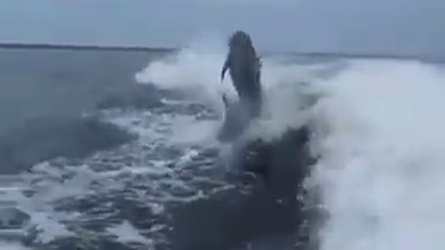 Дельфин с плохой координацией смотреть онлайн