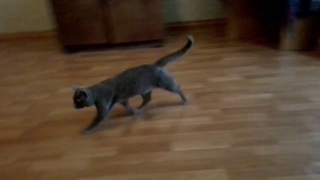 Кота приучили приносить предметы (апорт для собаки) смотреть онлайн