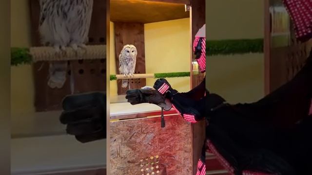 Хищник показал как надо кушать Мышей смотреть онлайн