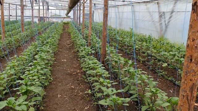 Овощи Растут. Перцы Лотта F1, Иветта F1, Бэст F1, Фаст F1 в раннем весеннем обороте.