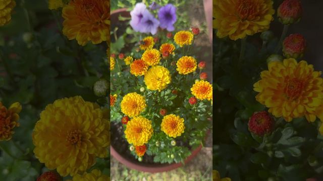 Хризантемы цветут #shorts смотреть онлайн