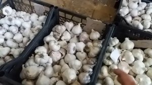 Не стрелкующиеся сорта чеснока. Лежкость и вкусовые качества основные достоинства этих сортов.