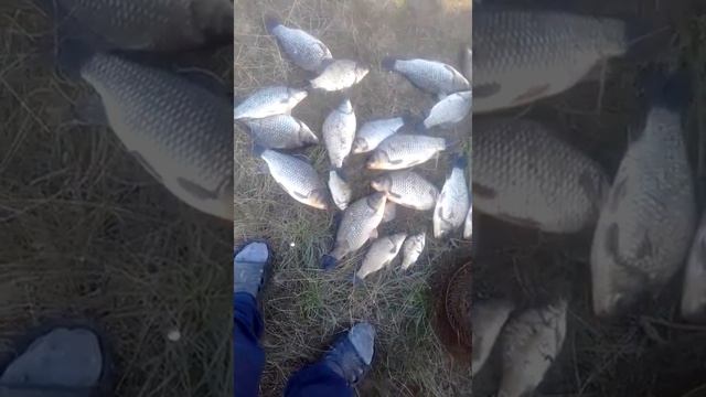 Рыбалка на Кириловке, Бурлинский район, Алтайский край, 2020 год смотреть онлайн