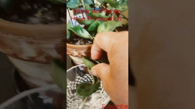 Water and Perlite Hoya Propagation#Short смотреть онлайн