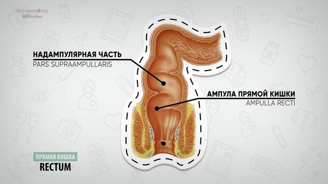 Анатомия толстой кишки. Анатомия аппендикса смотреть онлайн