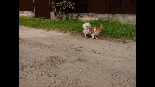 Дачница чихуахуа Маргаритка смотреть онлайн