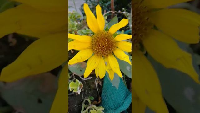 Sun Flower #short #viral. #youtubevideos смотреть онлайн