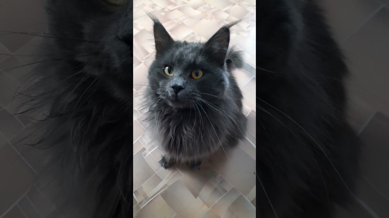 Мейн -кун БОНЯ смотреть онлайн