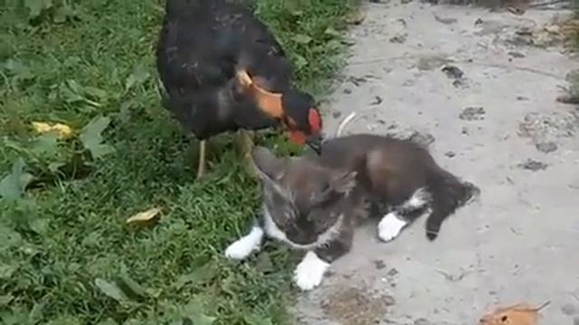 Как избавить кота от блох смотреть онлайн