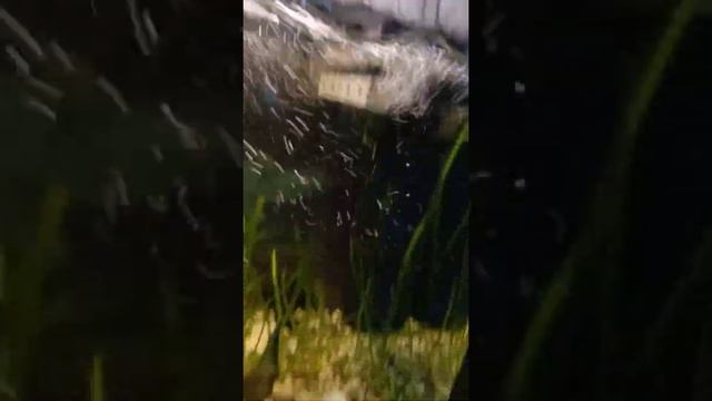 если сильно дует фильтр для аквариума смотреть онлайн