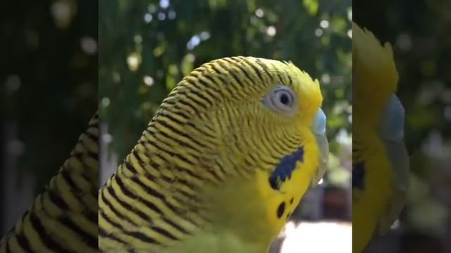 Волнистый попугай чирикает смотреть онлайн
