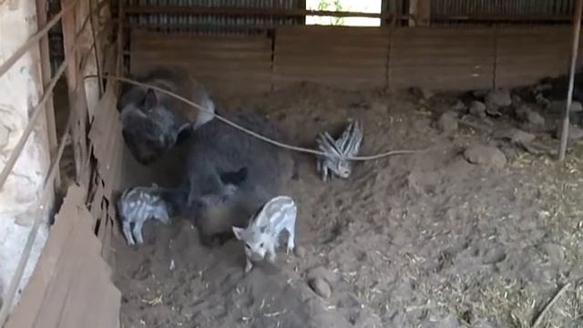 024 2010 1 мая Зоопарк в Придорожном смотреть онлайн