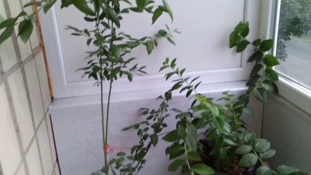 Голубика на балконе круглый год и на огороде, разница в развитии. смотреть онлайн