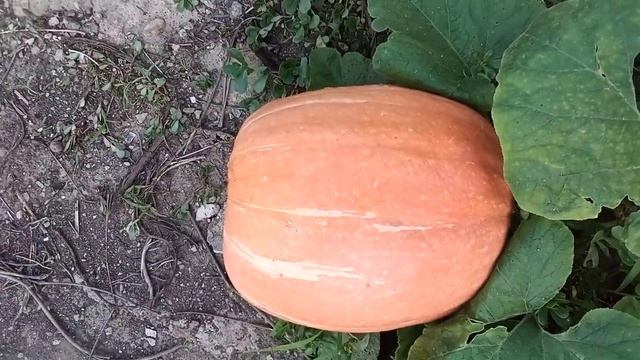Царь тыква Розовый банан смотреть онлайн