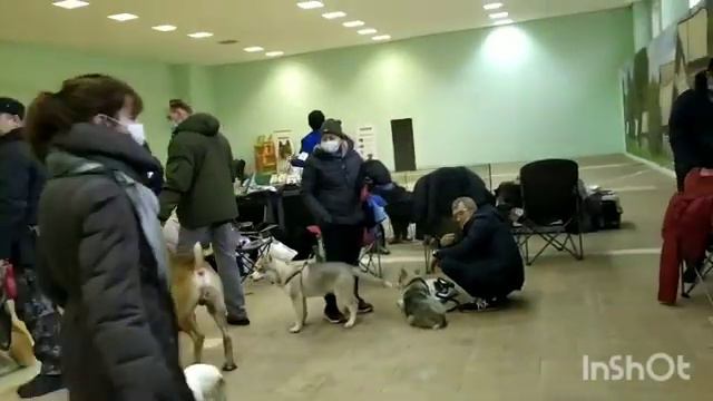 поездка на выставку собак смотреть онлайн