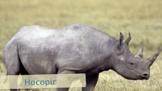 Рослини та Тварини Африки смотреть онлайн