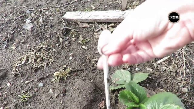 Как перезимовала моя клубника (2016) Strawberry. смотреть онлайн