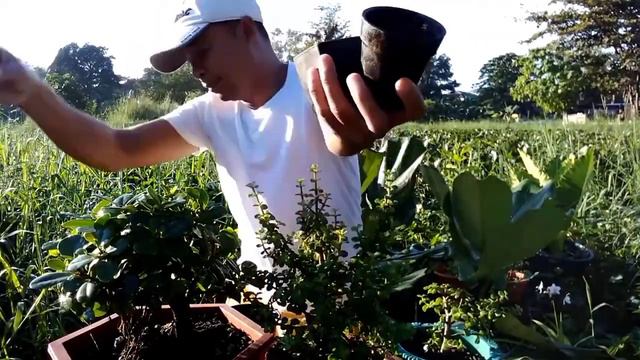 " LUCKIEST PLANT IN THE PHILIPPINES? " JADE PLANT : SECRET PROPAGATION TECHNIQUES REVEALED смотреть онлайн