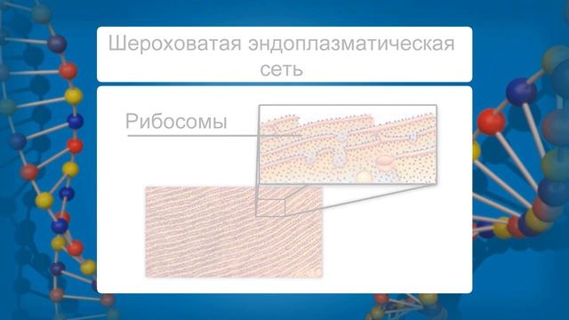 Основные органоиды клетки растений и животных. Видеоурок по биологии 9 класс смотреть онлайн