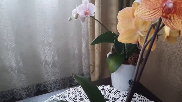 Красавица орхидея.Полный роспуск. смотреть онлайн