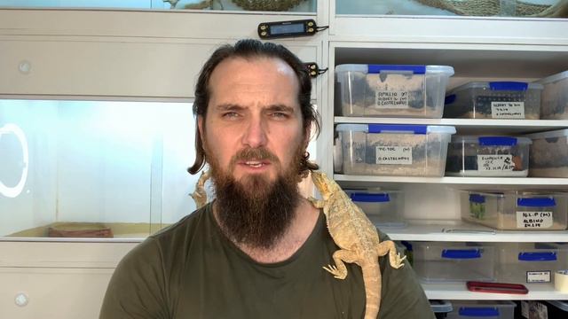 Bearded Dragon BRUMATION - Signs, advice & care - Cookies Critters - how we brumate our beardies смотреть онлайн