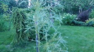 Прогулка по моему саду.