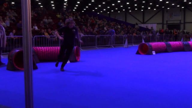 D-Open Small Куренкова Татьяна Цвергшнауцер НЕНАГЛЯДА смотреть онлайн