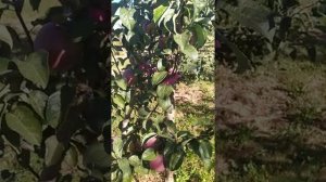 яблоня « Имант». позднезимний сорт с длительным сроком хранения.