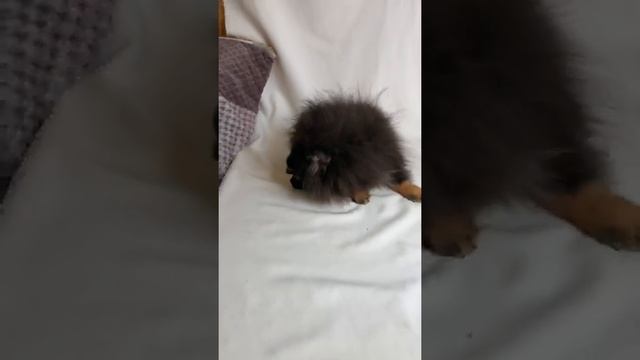 Шпиц девочка черно-подпалая в линьке смотреть онлайн