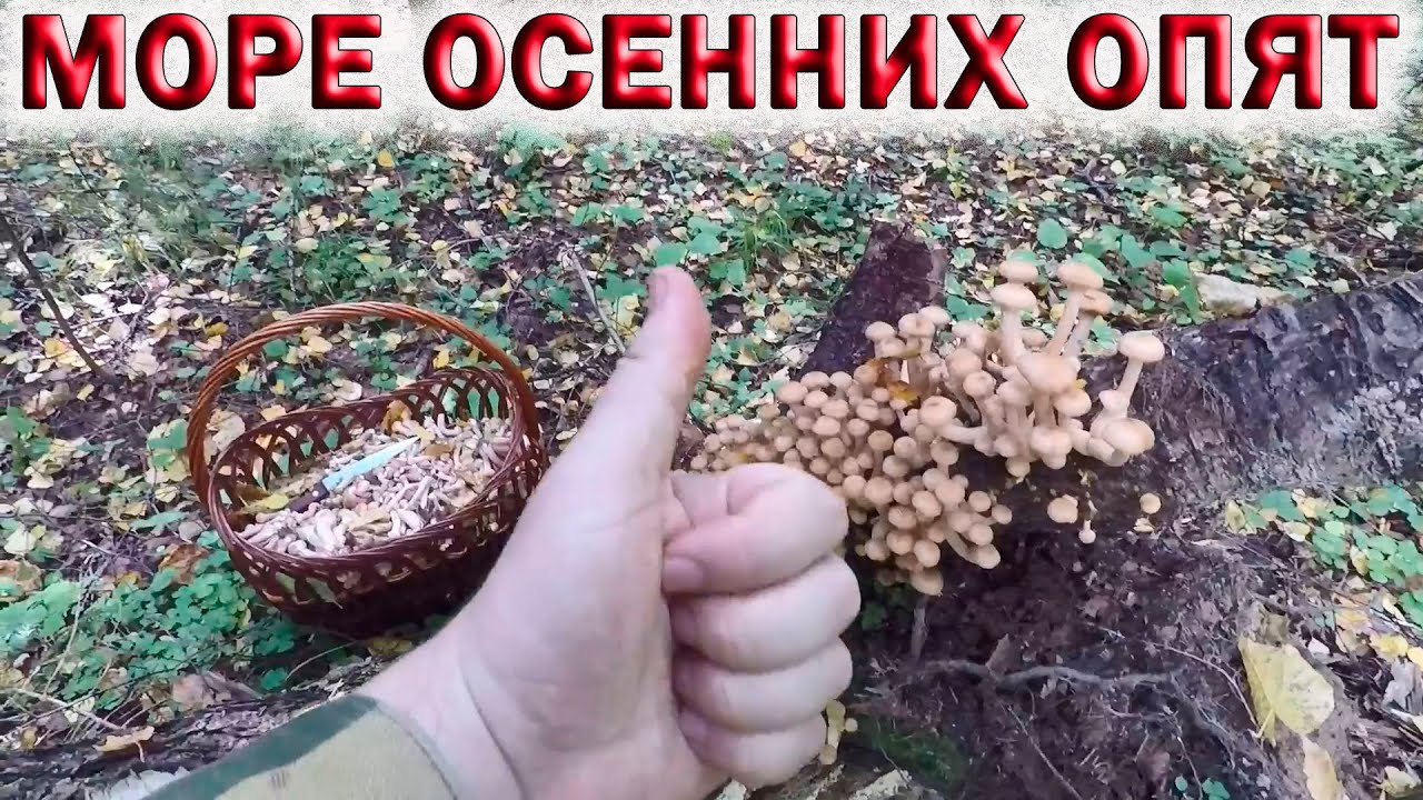 ❗ОСЕННИЕ ОПЯТА В ЛЕСАХ ПОДМОСКОВЬЯ.?ПОЛНАЯ КОРЗИНА ГРИБОВ ЗА ОДИН ЧАС.?Хочу за грибами 2022!!! смотреть онлайн