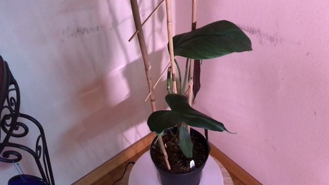 My top 10 favourite UNPOPULAR philodendrons of 2022🏆 смотреть онлайн